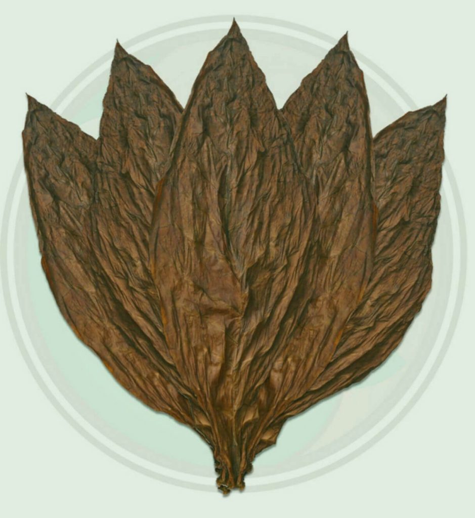 Indulge in the Close-Up Beauty: Exquisite Veins Adorning Havana Tobacco Leaves