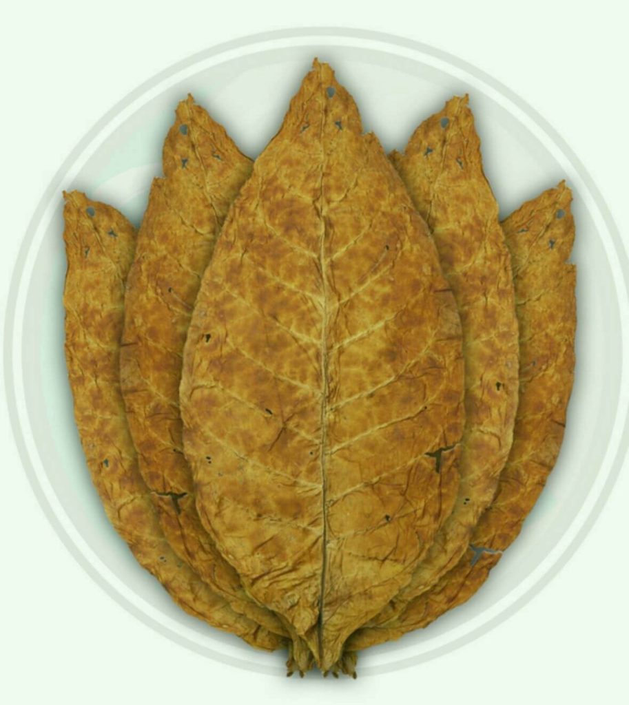 A mesmerizing close-up of a Virginia tobacco leaf