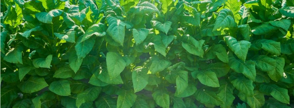 Witness the captivating sight of vast fields adorned with lush organic burley tobacco plants
